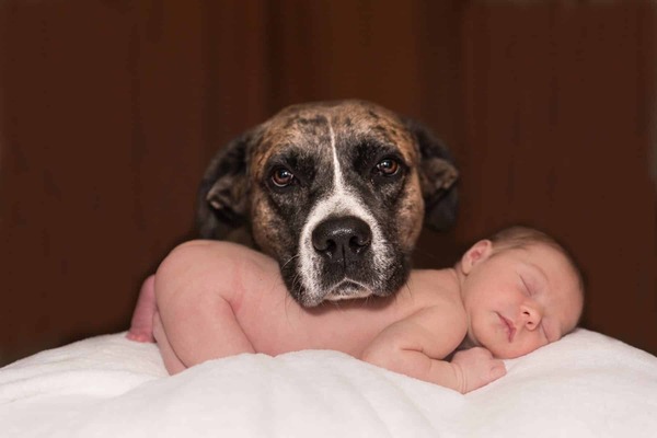 Hijos o mascotas: pastor se suma a la polémica