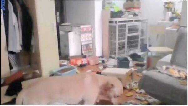 Crónica / El perro destrozó la casa mientras su dueña estaba aislada por covid