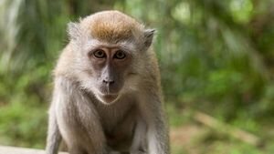 Cuatro monos de laboratorio escapan tras accidente en EEUU