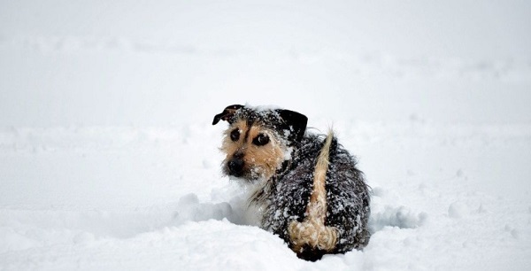 Niña sobrevive a tormenta de nieve gracias al calor de un perro en Rusia