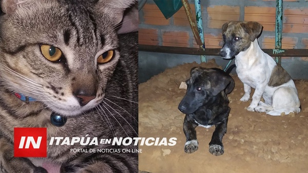 REFUGIO “EL ABUELO” AL TOPE DE ANIMALES RESCATADOS. - Itapúa Noticias