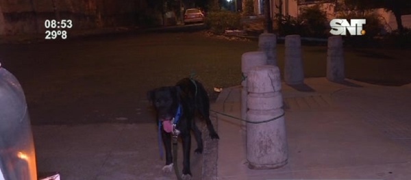 Buscan nueva familia para "Can" - SNT