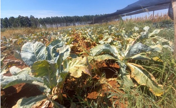 Sequía provocaría escasez de productos frutihortícolas, advierten