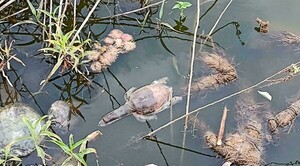 Decenas de tortugas mueren en India, probablemente envenenadas