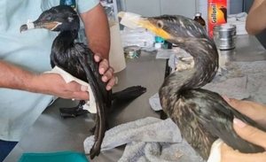 Diario HOY | Zoológico atiende a aves marinas rescatadas de derrame de petróleo en Perú