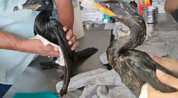 Zoológico atiende a aves marinas rescatadas de derrame de petróleo en Perú