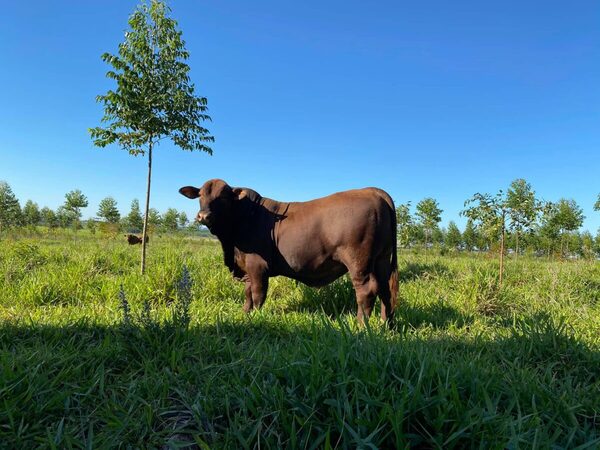 Fondo Verde e IICA impulsan programa para mitigar aporte de ganadería al cambió climático