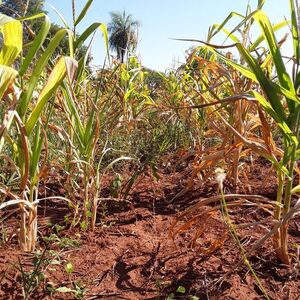 Proyecto de declaración de emergencia: plantean dar semillas, fertilizantes y combustible a productores afectados por sequía - Nacionales - ABC Color