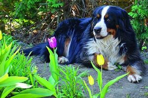 La alergia en los perros ¿cómo tratarla? - Mascotas - ABC Color
