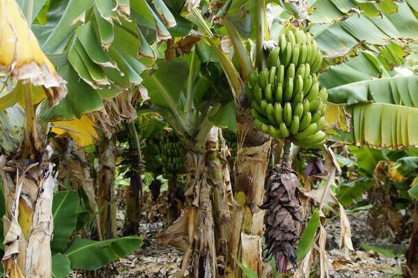 Récord de exportación de banana en el 2021