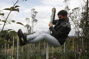 El uso de "ecotutores" en cultivos colombianos estimula la economía circular - MarketData
