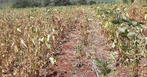 La Nación / Plantean declarar emergencia nacional por la sequía para asistir a productores