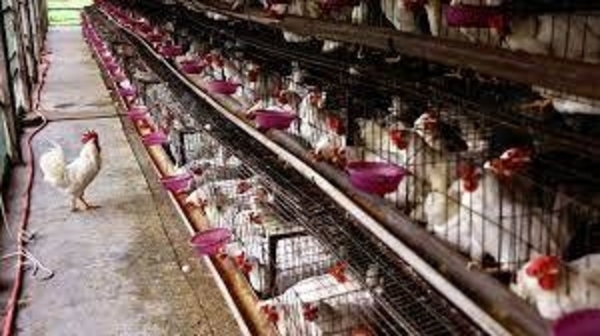Diario HOY | Italia sacrifica 18 millones de aves de corral por gripe aviar