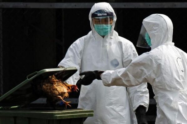MUNDO | Italia sacrifica 18 millones de aves de corral por gripe aviar