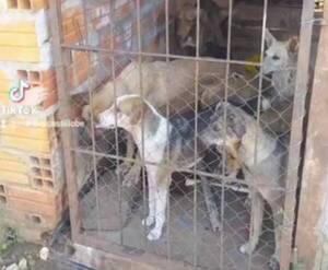 Crónica / ¡100 perros y gatos! Refugio de animales henyhe voi en Encar