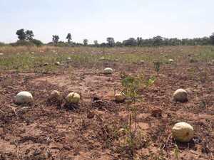 Comunidades indígenas afrontan pérdidas de producción a causa de sequía