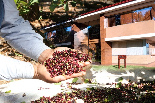 Yerba  mate: una  planta  muy  noble  que  brinda  al  ser humano un sinfín de beneficios y aplicaciones