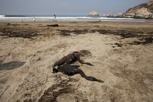 Repsol retiró 9.000 metros cúbicos de arena afectada por crudo en Perú - MarketData