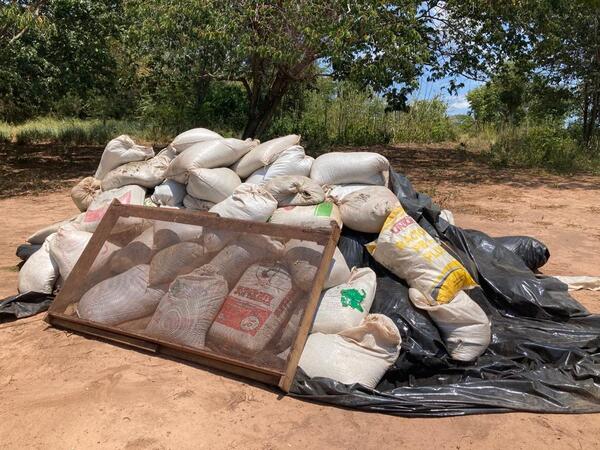 Senad destruyó más de 6 toneladas de marihuana tras operativo en Amambay - Megacadena — Últimas Noticias de Paraguay