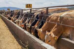 USDA proyecta menor producción de carne vacuna para Estados Unidos