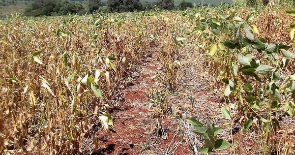 La Nación / Plantean declarar emergencia nacional para asistir a productores