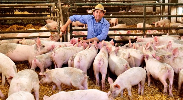 Para finales de este año esperan tener trazabilidad del 100% de la producción porcina nacional