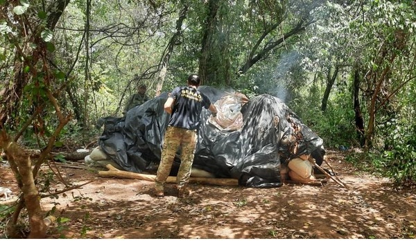 Detectan y eliminan más de 6 toneladas de marihuana en Amambay