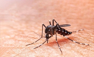 Diario HOY | Dengue se mantiene estable: Central y Capital con mayor casos de sospechosos