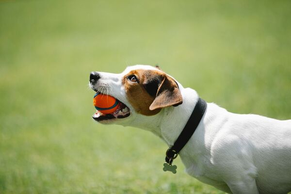 Consejos para entrenar a tu perro: ¿cuál es la edad ideal?