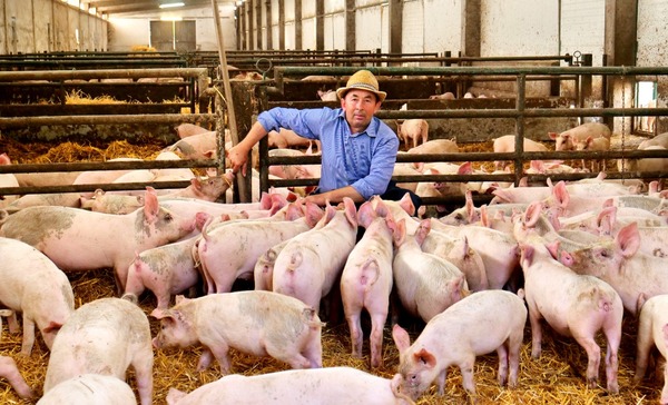 Para finales de este año esperan tener trazabilidad del 100% de la producción porcina nacional