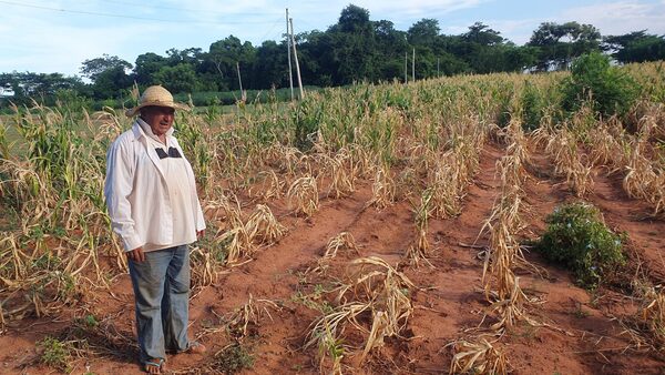 Sequía y calor disminuyen producción agricola en Concepción