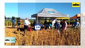 ABC RURAL: Great Seeds presente en Pirapo con variedades - ABC Rural - ABC Color