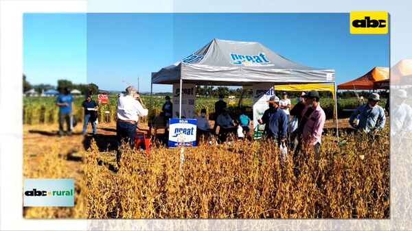 ABC RURAL: Great Seeds presente en Pirapo con variedades - ABC Rural - ABC Color