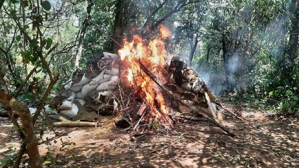 Detectan y destruyen unas 6 toneladas de marihuana en reserva