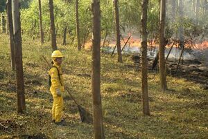Focos de calor suman 110 y se concentran en la Región Oriental   - Nacionales - ABC Color