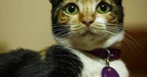 La Nación / Lanzan rifa para ayudar a Ágata en un tratamiento contra el coronavirus felino