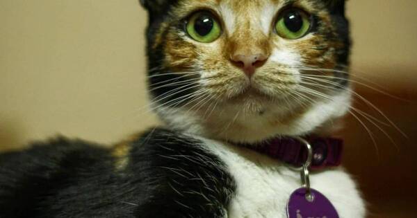La Nación / Lanzan rifa para ayudar a Ágata en un tratamiento contra el coronavirus felino