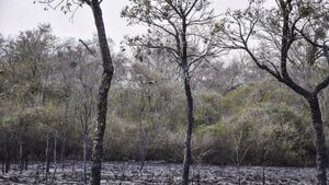 Focos de calor bajan por lluvias y esperan que desaparezcan en los próximos días