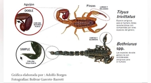 Diario HOY | Cómo actuar ante una picadura de alacrán