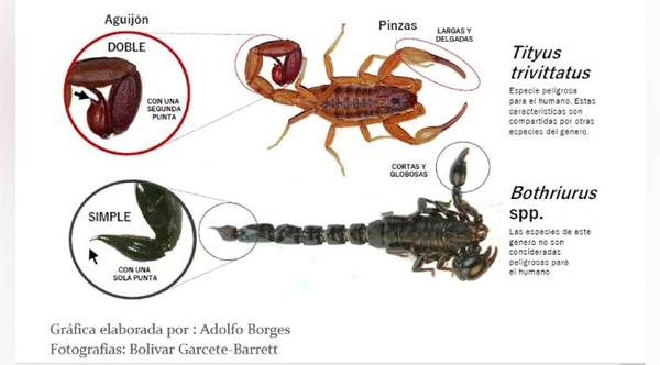 Diario HOY | Cómo actuar ante una picadura de alacrán