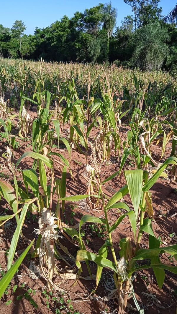 Crisis del campo afectará alimentación en la ciudad - Nacionales - ABC Color