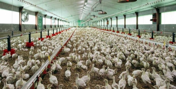 Diario HOY | Casi mil brotes de gripe aviar en criaderos de Europa