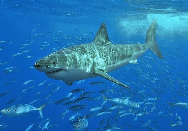 Los ataques de tiburón vuelven a aumentar tras tres años de caída