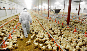 Casi mil brotes de gripe aviar en criaderos de Europa