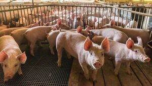 Sector porcino augura un 2022 de crecimiento productivo e industrial si la sequía lo permite