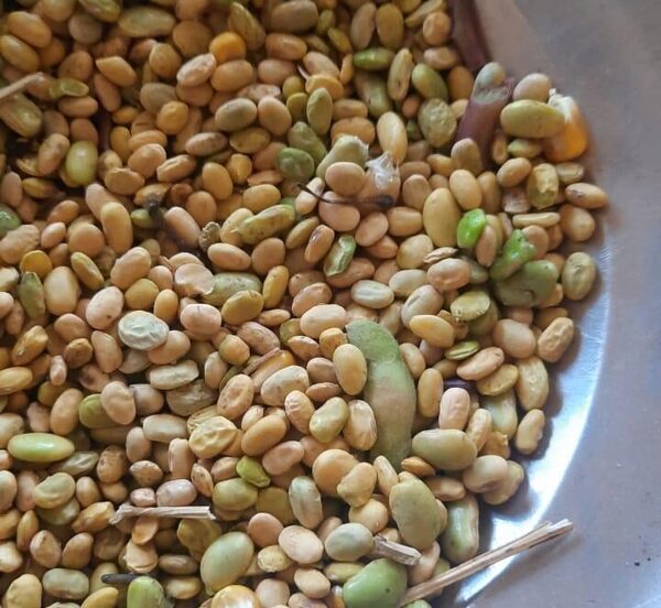 Bajos rindes, mala calidad de soja y muchos lotes que no cubren los costos de producción