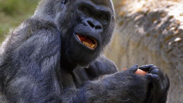 El gorila macho más viejo del mundo muere en el zoo de Atlanta