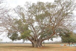 El árbol más grande del Paraguay tendría unos 500 años de edad