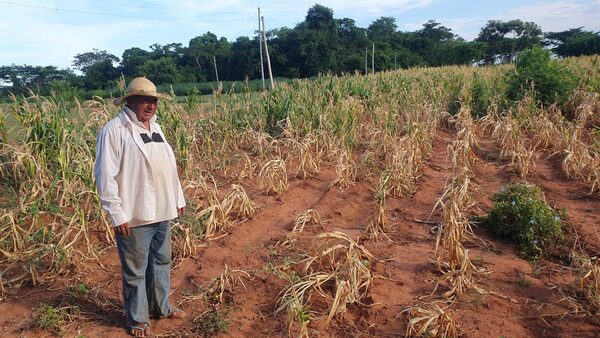 SEQUÍA Y CALOR DISMINUYEN PRODUCCIÓN AGRÍCOLA - La Voz del Norte