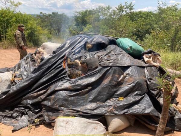 EN PATRULLAJES Y CONTROLES ENCUENTRAN MÁS DE 6 TONELADAS DE MARIHUANA - La Voz del Norte